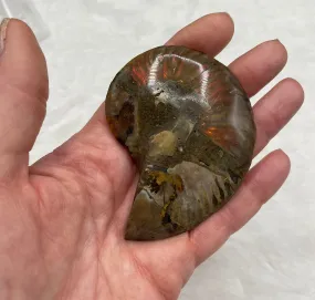 Ammonite Fossil Shell