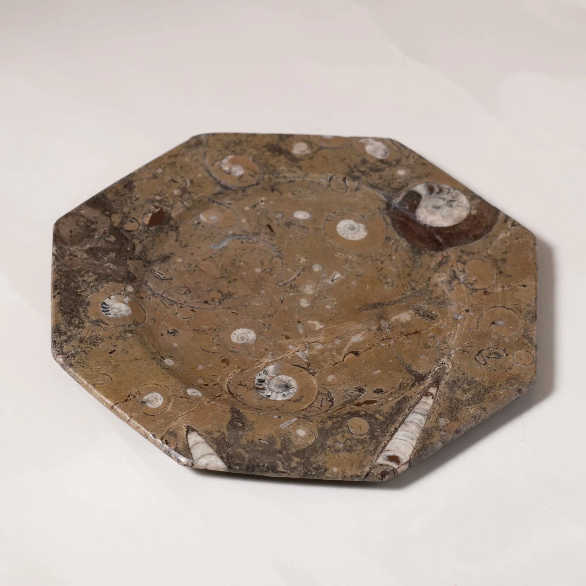 Fossil Octagonal Plate