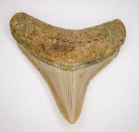 Megalodon Fossil Authentic