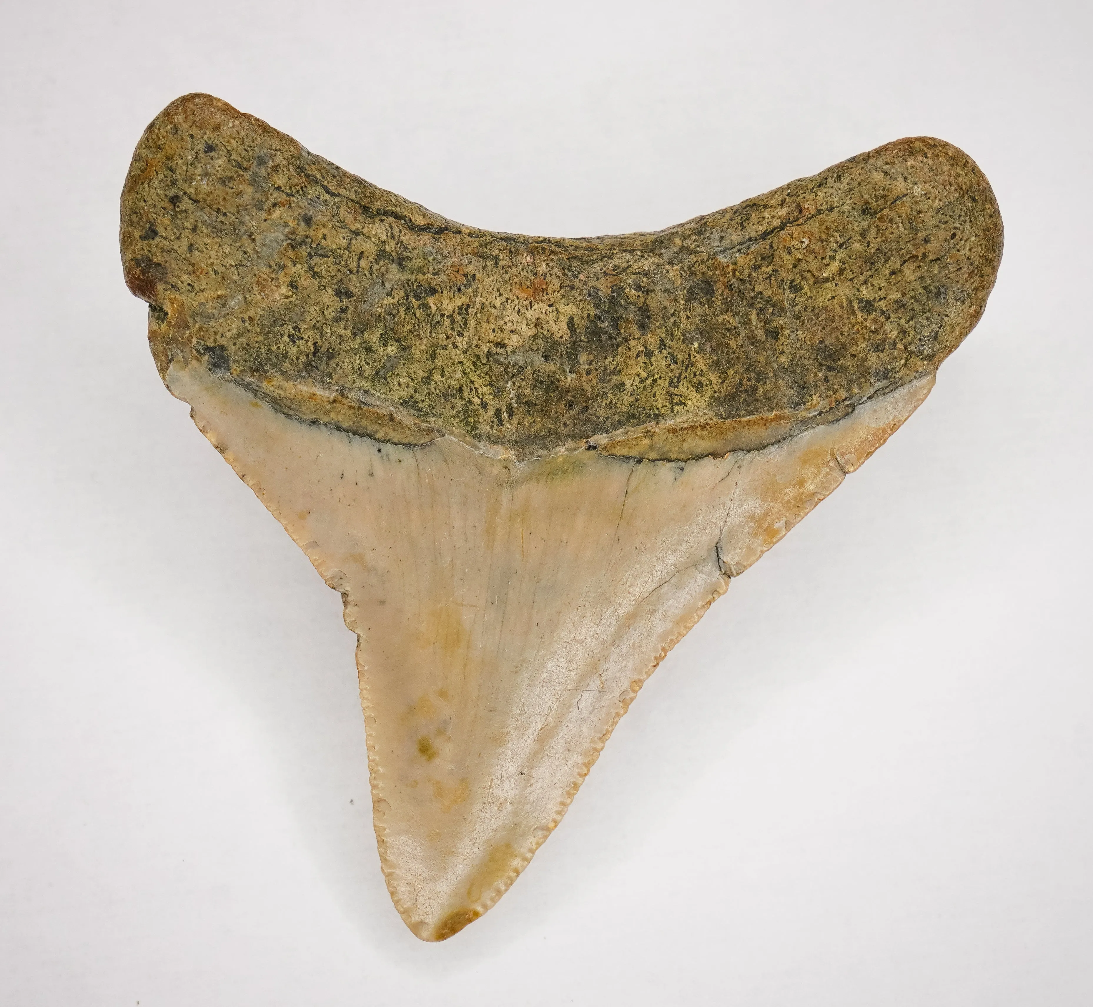 Megalodon Fossil Authentic