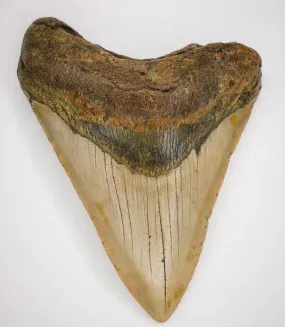 Megalodon Fossil   Authentic