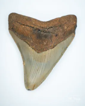 Megalodon Fossil Shark Tooth Authentic