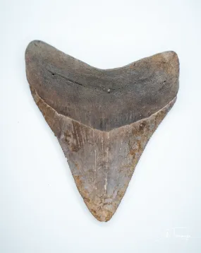 Megalodon Fossil Shark Tooth Authentic