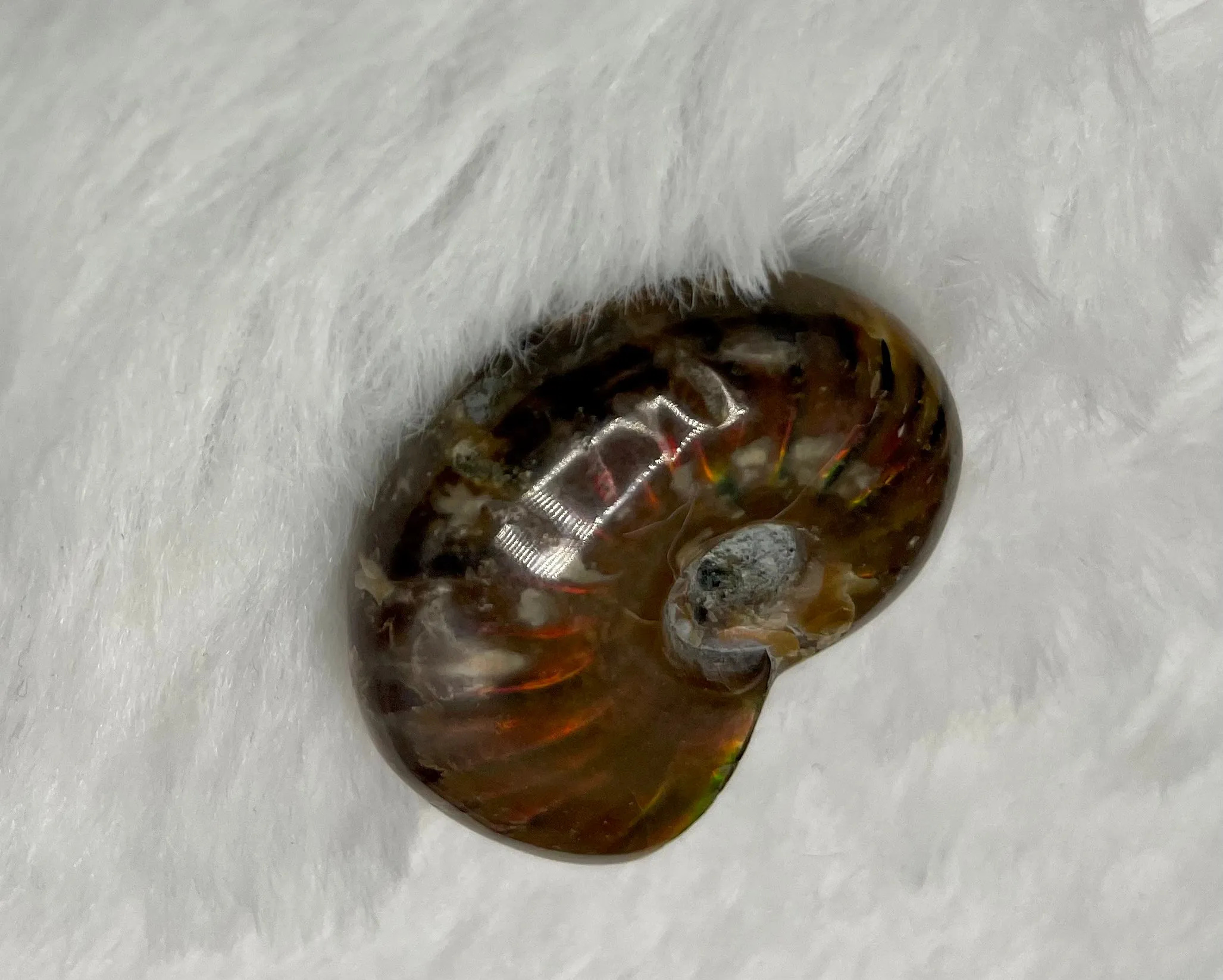 Whole Ammonite Fossil Shell