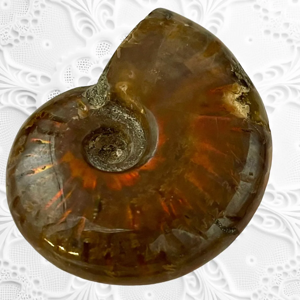 Whole Ammonite Fossil Shell