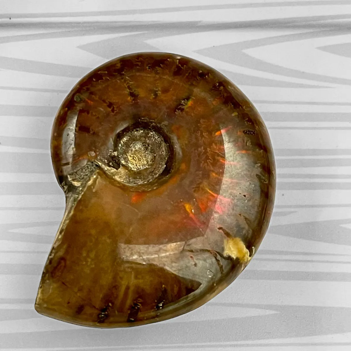 Whole Ammonite Fossil Shell